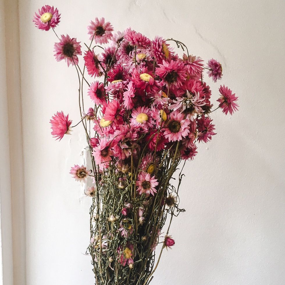 Pink Dried Bunch of Acroclinium Flower