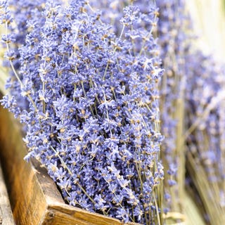 Dried lavender bunch