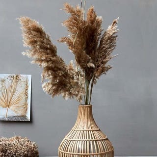 Reed Grass Reed Grass