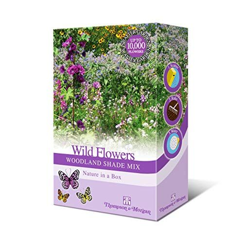 Woodland Garden Wildflower Seeds for Bees and Butterflies