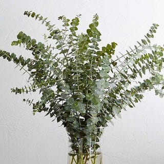 Preserved Eucalyptus Baby Preserved Eucalyptus Baby