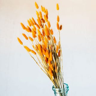 Dried Orange Hare Tail Grass