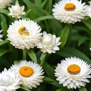 Xerochrysum Bracteatum, Strawflower Xerochrysum Bracteatum, Strawflower