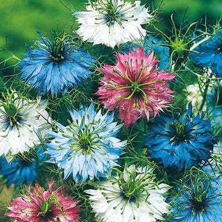 Nigella 'Persian Jewels', Love In A Mist