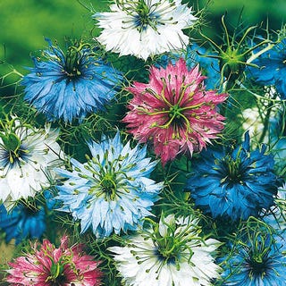 Nigella 'Persian Jewels', Love In A Mist Nigella 'Persian Jewels', Love In A Mist