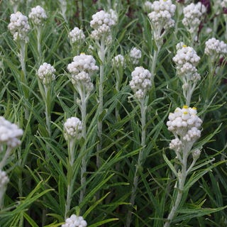 Anaphalis Margaritacea, Pearly Everlasting Anaphalis Margaritacea, Pearly Everlasting