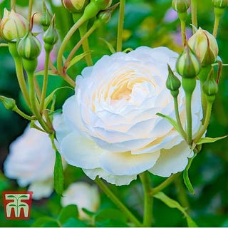 Rose 'Scented Doubles White' Rosa