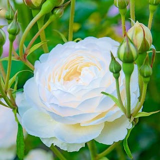 Rose 'Scented Doubles White' Rosa Rose 'Scented Doubles White' Rosa