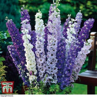 Delphinium