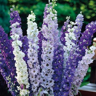 Delphinium Delphinium