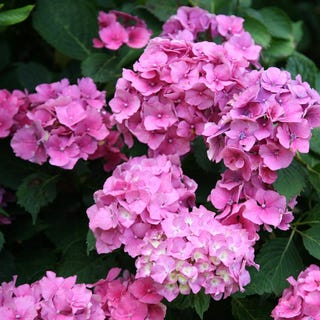 Hydrangea Macrophylla 'Altona' Hydrangea Macrophylla 'Altona'