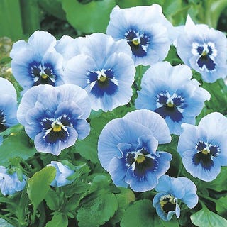 Pansy 'Joker Light Blue'