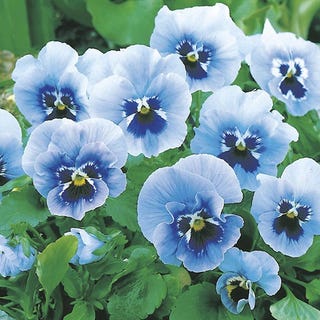Pansy 'Joker Light Blue' Pansy 'Joker Light Blue'