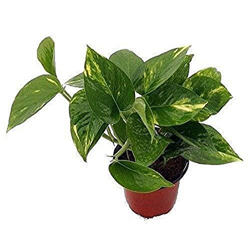 Golden Devil's Ivy 