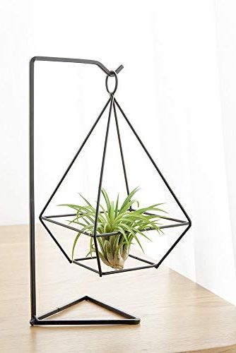 Air Plant Holder and Stand