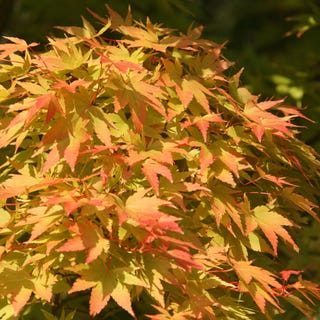 Acer palmatum 'Sango-kaku'