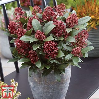 Skimmia japonica 'Rubella'