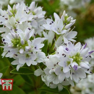 Hebe 'Garden Beauty White' Shrubby Veronica