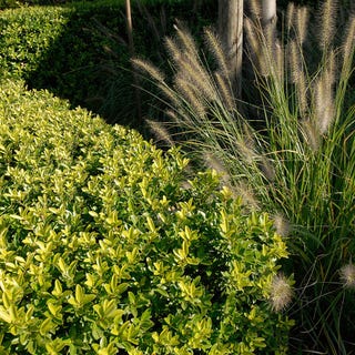 Japanese holly (Ilex crenata)