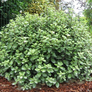 Pittosporum tenuifolium 'Golf Ball'