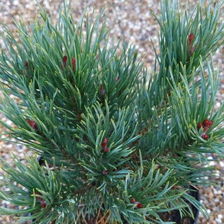 Pinus sylvestris 'Watereri'