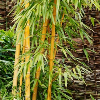 Golden Bamboo, Phyllostachys aurea