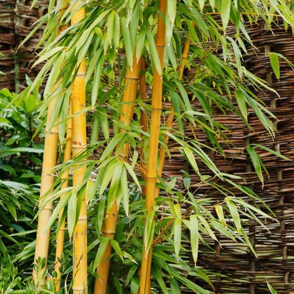 Golden Bamboo, Phyllostachys aurea