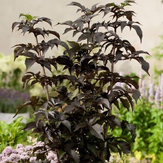 Sambucus nigra f. porphyrophylla Black Tower