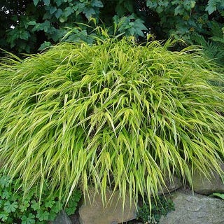 Hakonechloa macra 'Aureola' Golden Hakonechloa