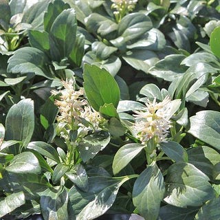 Pachysandra terminalis 'Green Carpet'Japanese Spurge