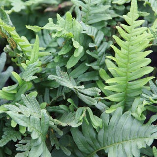 Polypodium vulgare