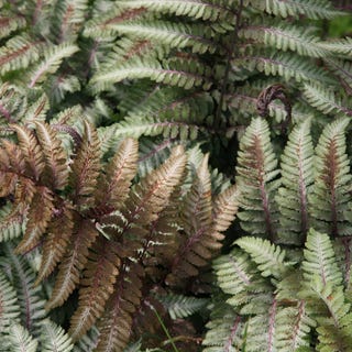 Athyrium niponicum var. pictum