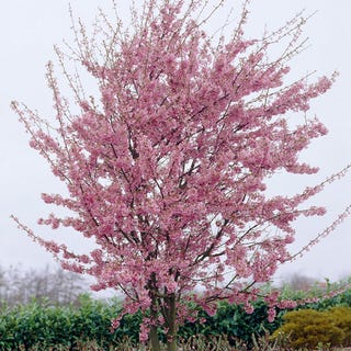 Okame Cherry Blossom Tree