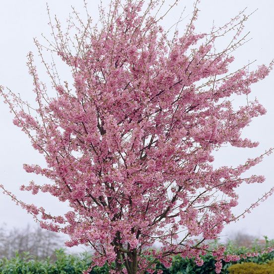 Okame Cherry Blossom Tree