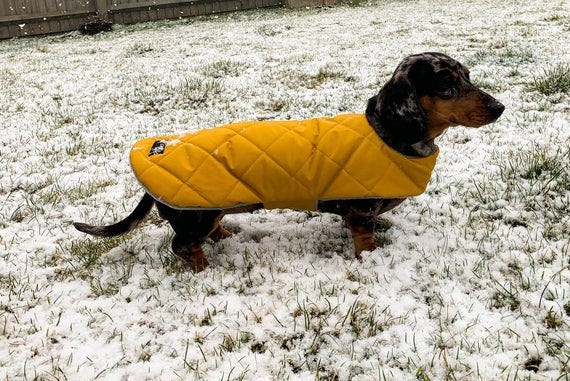 Abrigo impermeable a medida para perros salchicha