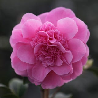 Camellia × williamsii 'Debbie'