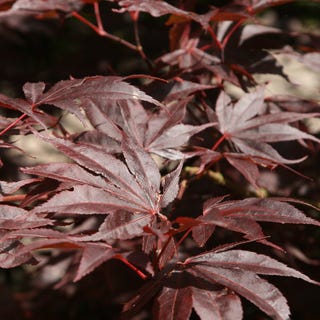 Acer palmatum 'Bloodgood'