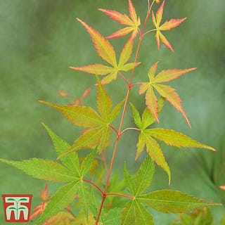 Acer palmatum 'Sango-kaku', Japanese Maple