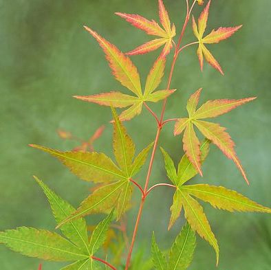 Acer palmatum 'Sango-kaku', Japanese Maple