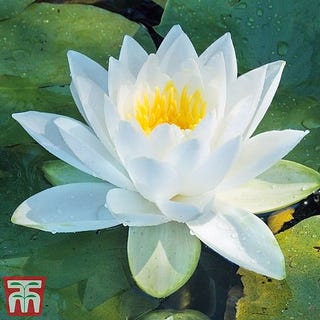 Water Lily (White) Nymphaea