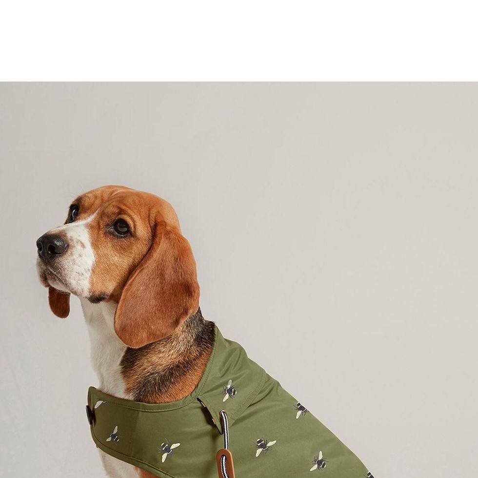Olive Green Waxed Dog Coat