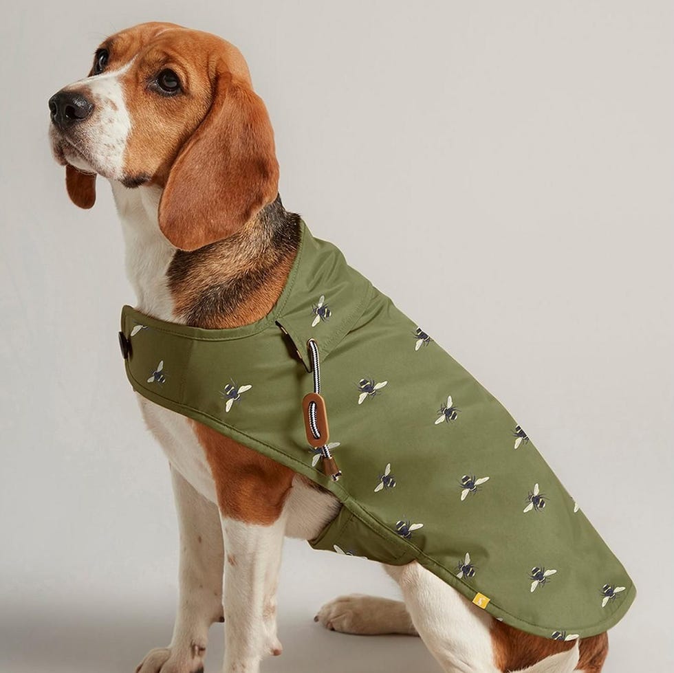 Olive Green Waxed Dog Coat