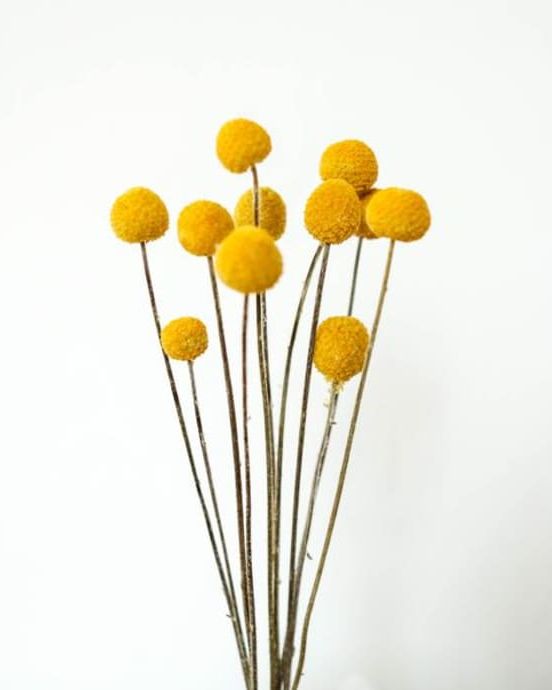 Billy Buttons, 10 Pieces
