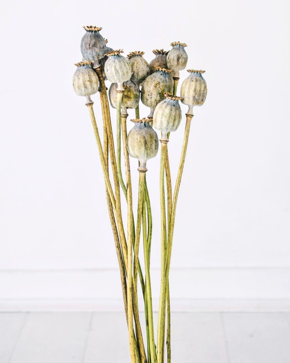 Dried Natural Poppy Seed Head Bunch