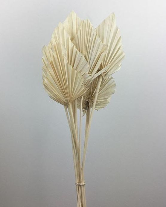 Bunch of 3 Dried Palm Spears