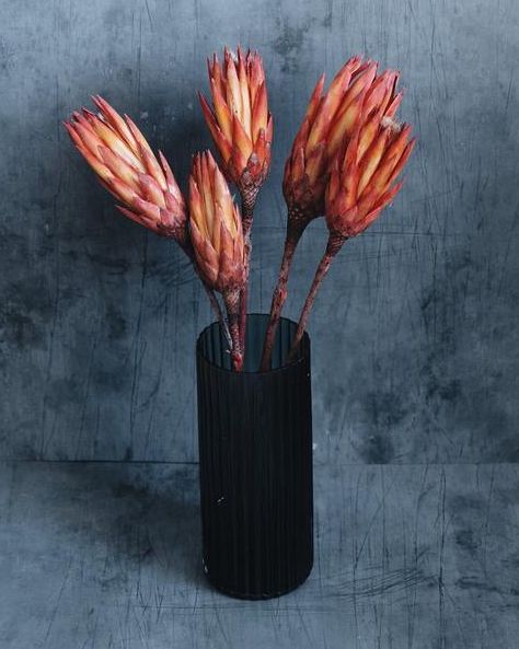 Preserved Protea Flowers