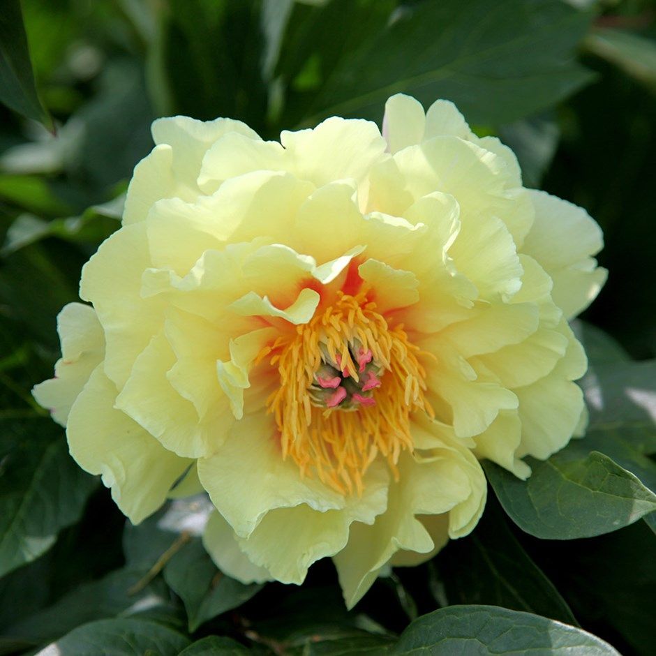 Paeonia 'Bartzella'