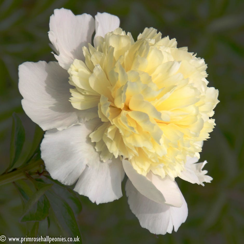 Paeonia lactiflora ‘Laura Dessert’ (Peony ‘Laura Dessert’) (Fragrant) AGM