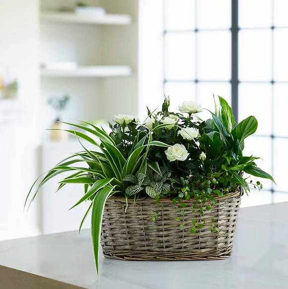 Luxury Flowering Basket