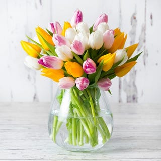 Frühlings-Tulpen